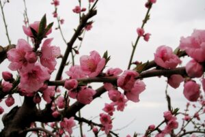 peach-blossoms