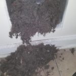 Close up of two years of dryer vent lint