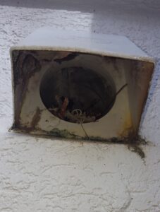 birds nest in a dryer vent duct